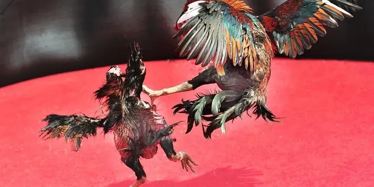 Hướng Dẫn Chi Tiết Cách Chơi Đá Gà Sabong Tại Fafa191