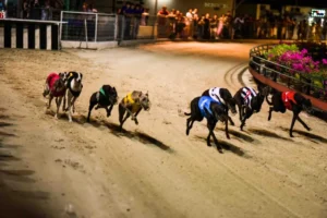 Hướng Dẫn Cách Chơi Game Nhanh Đua Chó Tại Fafa191 Cực Dễ Thắng