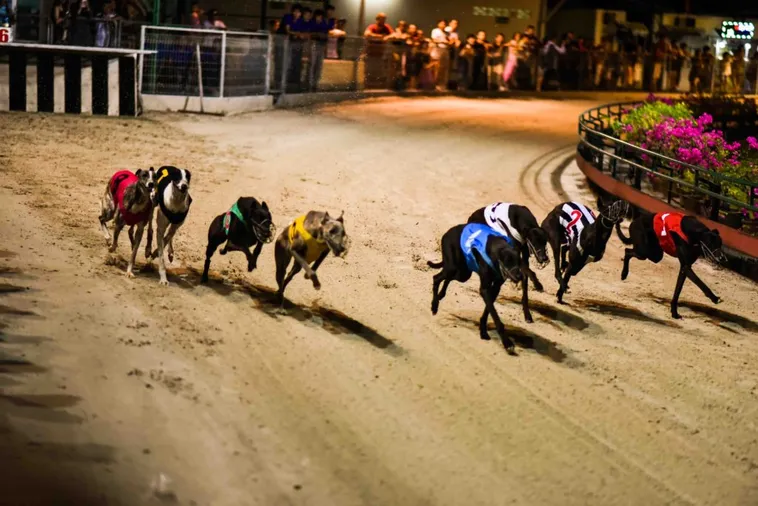 Hướng Dẫn Cách Chơi Game Nhanh Đua Chó Tại Fafa191 Cực Dễ Thắng