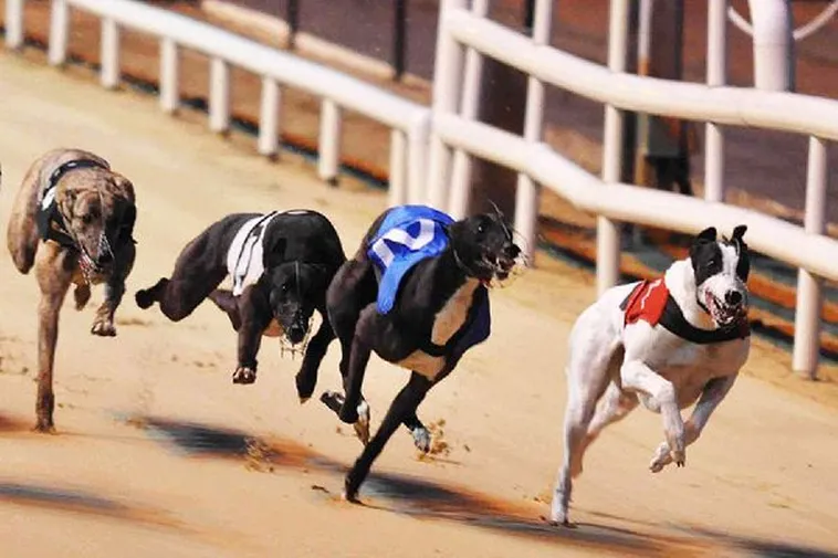 Hướng Dẫn Cách Chơi Game Nhanh Đua Chó Tại Fafa191 Cực Dễ Thắng