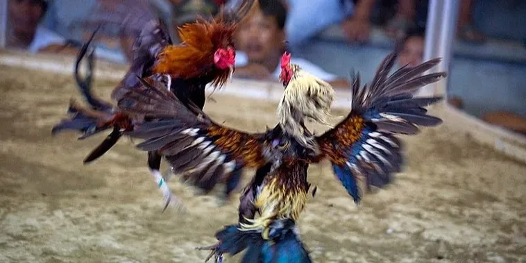 Hướng Dẫn Chi Tiết Cách Chơi Đá Gà Sabong Tại Fafa191